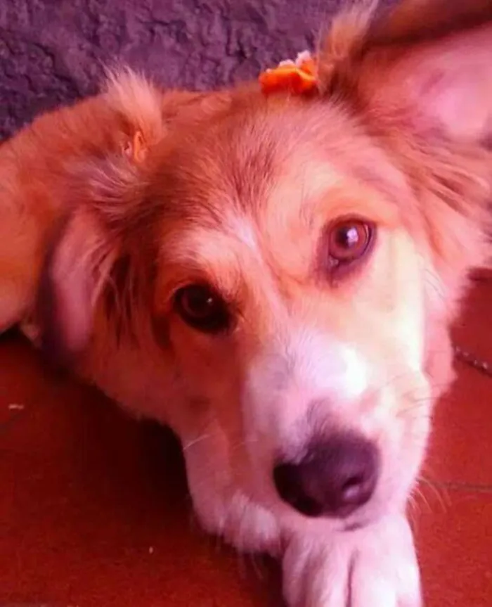 Cachorro raça SRD idade 7 a 11 meses nome Maya 