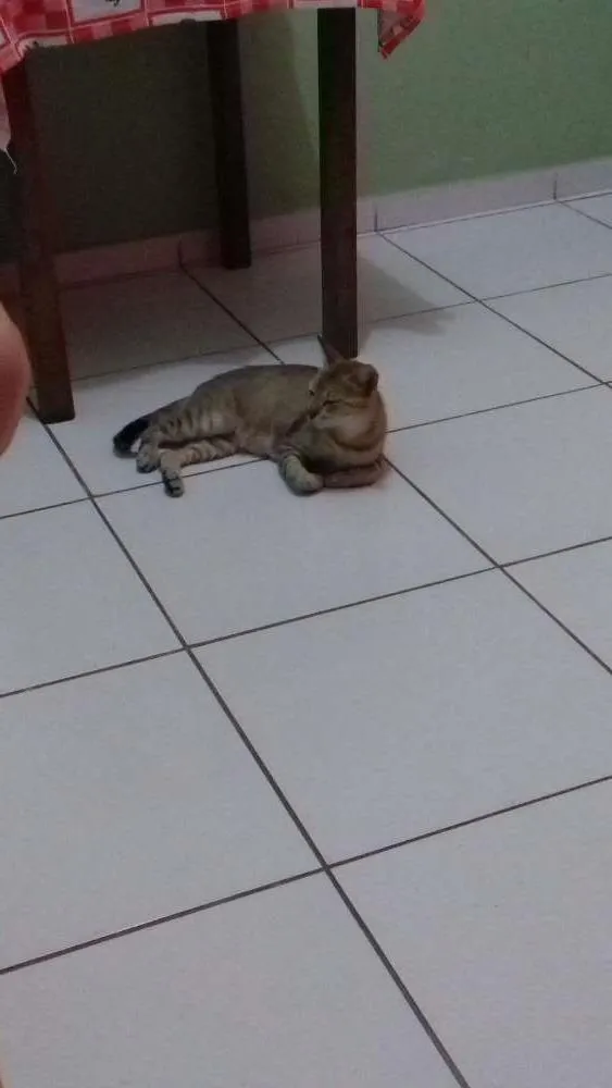Gato raça Sem raça definida idade 2 a 6 meses nome Sem nome