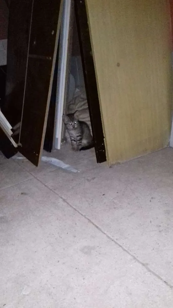 Gato raça Sem raça definida idade 2 a 6 meses nome Sem nome