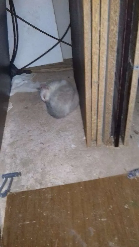 Gato raça Sem raça definida idade 2 a 6 meses nome Sem nome