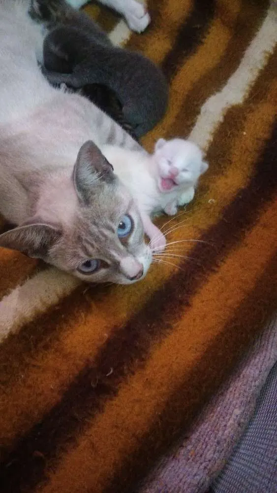 Gato ra a Nao sei idade 1 ano nome Branquinha