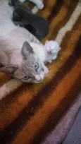 Branquinha