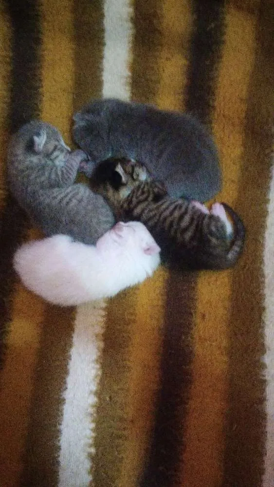 Gato ra a Nao sei idade 1 ano nome Branquinha