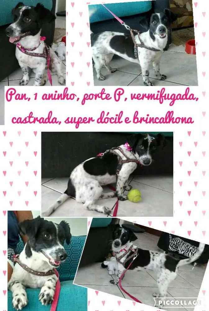 Cachorro ra a Srd idade 1 ano nome Pan