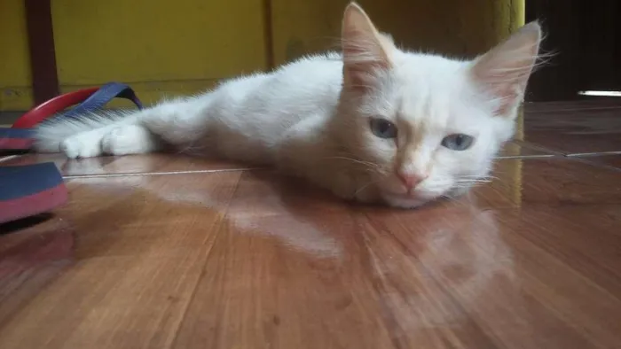 Gato ra a nao sei idade 2 a 6 meses nome Algodão 