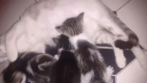 Gato raça Indefinido idade Abaixo de 2 meses nome Chaninho