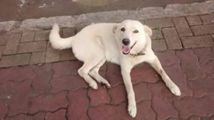 Cachorro ra a SRD idade 2 anos nome Mey