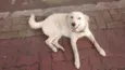 Mey