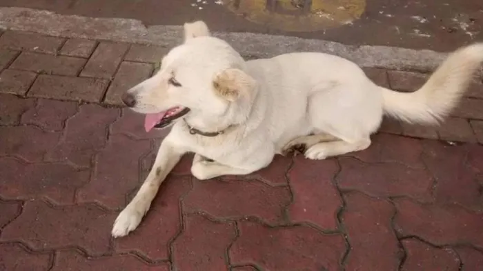 Cachorro ra a SRD idade 2 anos nome Mey