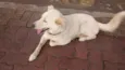 Mey
