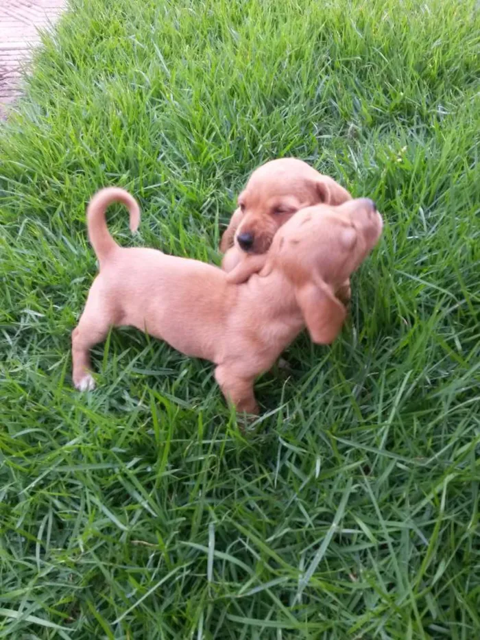 Cachorro raça  idade Abaixo de 2 meses nome Filhote