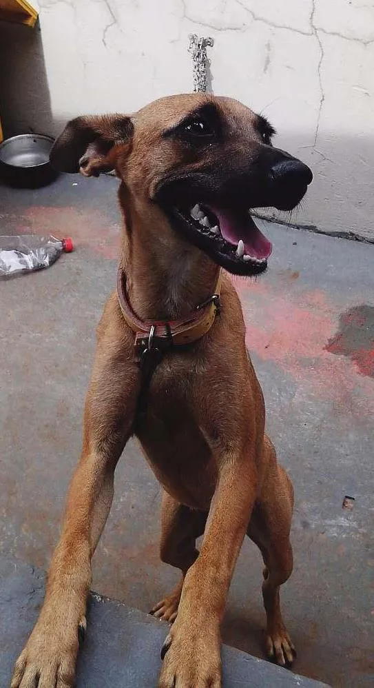 Cachorro ra a vira-lata idade 2 a 6 meses nome Laila