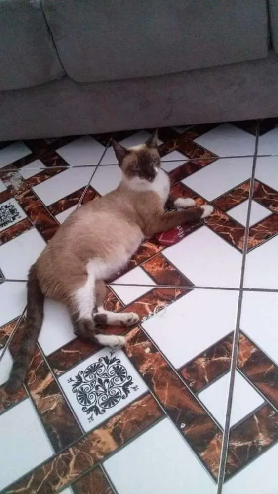 Gato ra a Siames idade 2 anos nome Vitoria