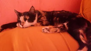 Gato raça Sem idade 3 anos nome Miminha