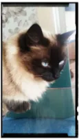 Bellinha