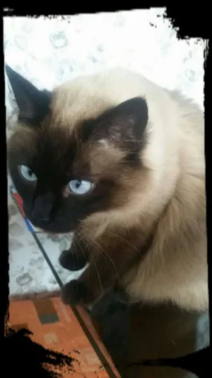 Gato raça SRD idade 3 anos nome Bellinha