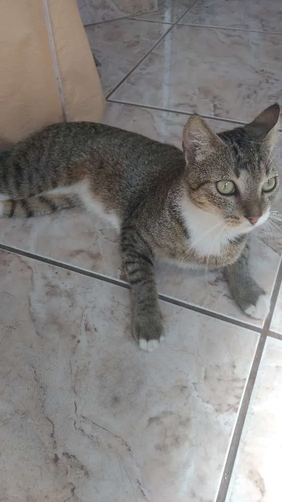 Gato raça SRN idade 1 ano nome Fred