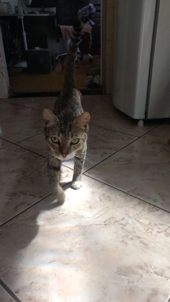 Gato raça SRN idade 1 ano nome Fred
