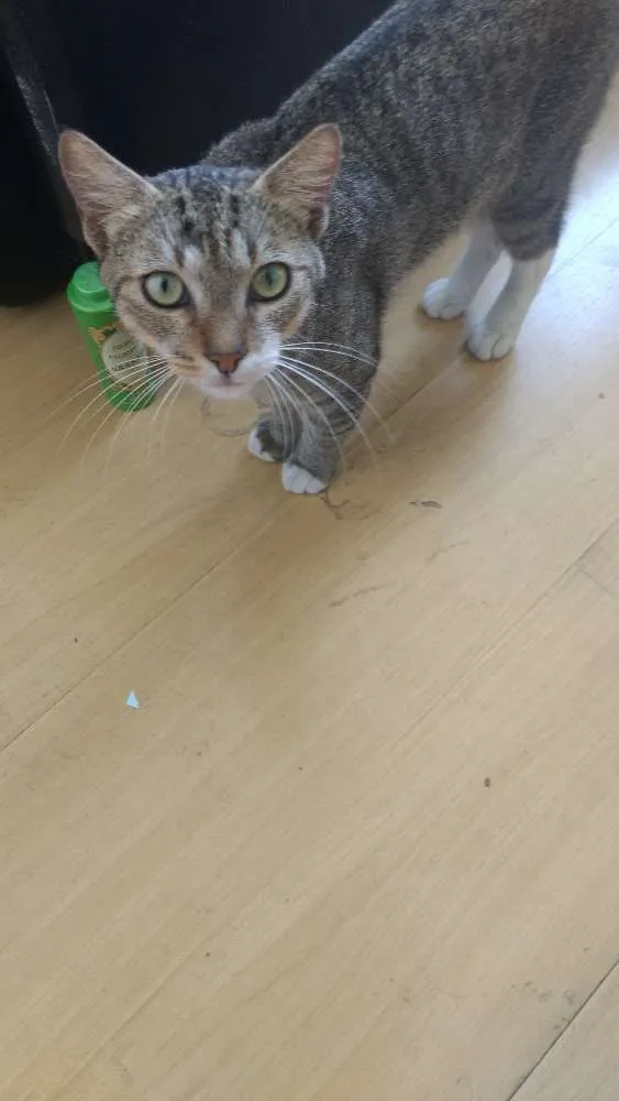 Gato raça SRN idade 1 ano nome Fred