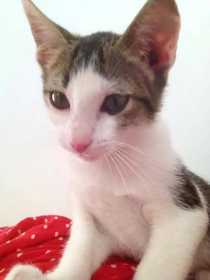 Gato ra a srd idade 2 a 6 meses nome lola