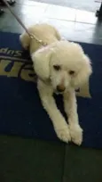 Lila