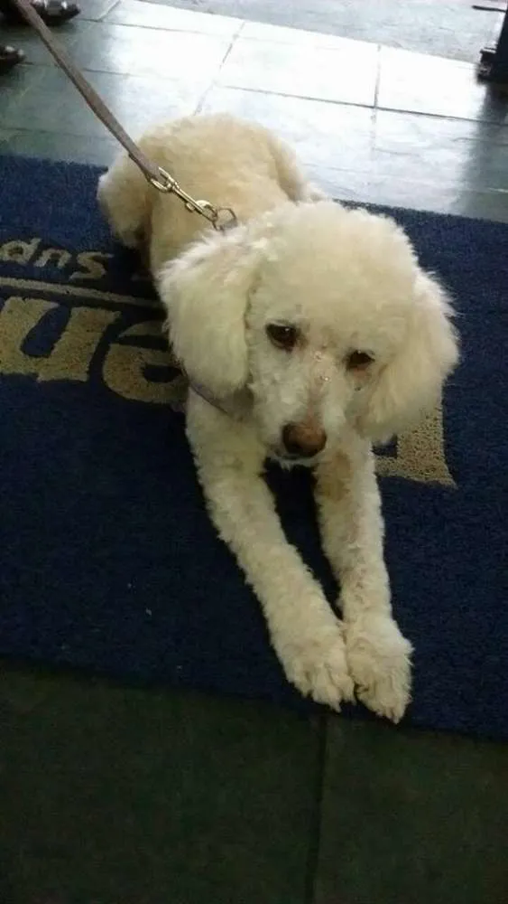 Cachorro ra a poodle idade 3 anos nome Lila