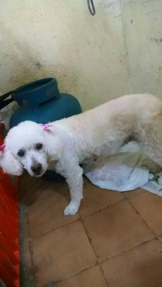 Cachorro ra a poodle idade 3 anos nome Lila