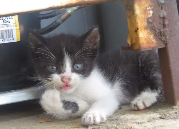 Gato ra a sem raçã espeficica idade Abaixo de 2 meses nome sem nome
