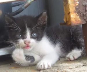 Gato raça sem raçã espeficica idade Abaixo de 2 meses nome sem nome