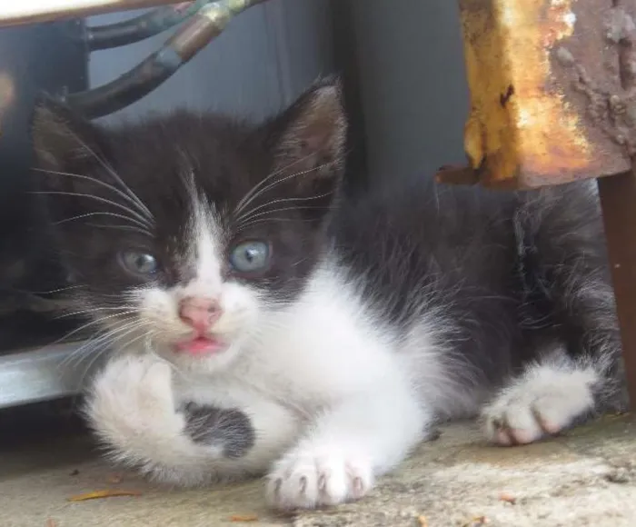 Gato ra a sem raçã espeficica idade Abaixo de 2 meses nome sem nome