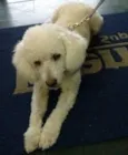 Lila