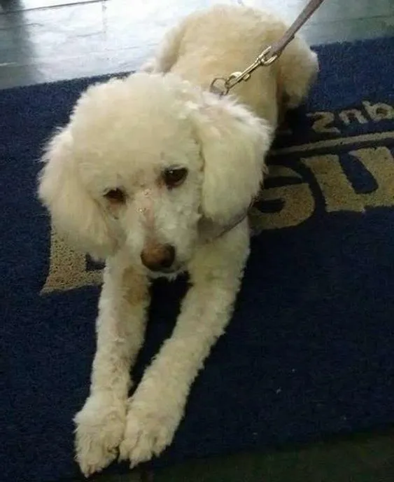 Cachorro ra a poodle idade 3 anos nome Lila