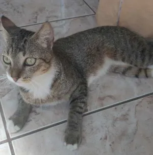 Gato raça SRN idade 1 ano nome Fred