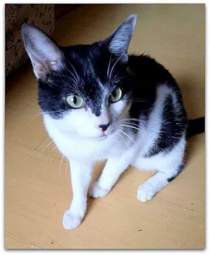Gato raça srd idade 4 anos nome Alfredo