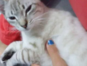 Gato raça Sem raça idade 1 ano nome Tiffany