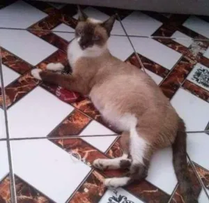 Gato raça Siames idade 2 anos nome Vitoria