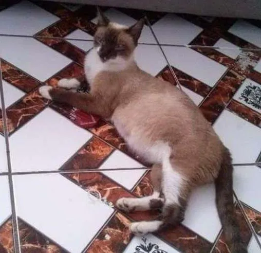 Gato ra a Siames idade 2 anos nome Vitoria
