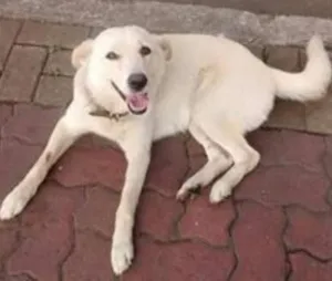 Cachorro raça SRD idade 2 anos nome Mey