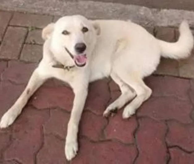 Cachorro ra a SRD idade 2 anos nome Mey