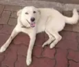 Mey