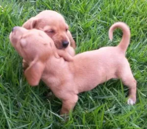 Cachorro raça  idade Abaixo de 2 meses nome Filhote