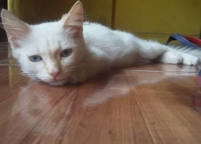 Gato ra a nao sei idade 2 a 6 meses nome Algodão 