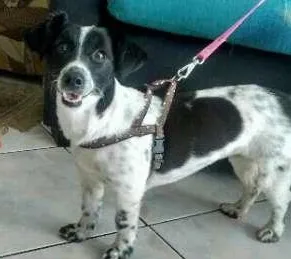 Cachorro raça Srd idade 1 ano nome Pan