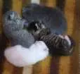 Gato raça Nao sei idade 1 ano nome Branquinha