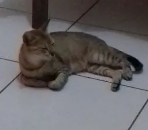 Gato raça Sem raça definida idade 2 a 6 meses nome Sem nome