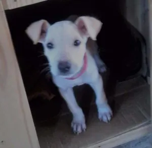 Cachorro raça SRD idade 2 a 6 meses nome Ted Frederico