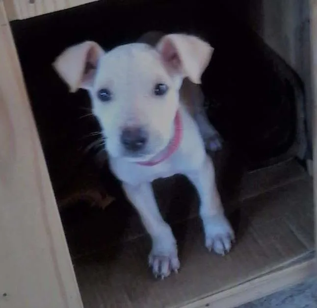 Cachorro ra a SRD idade 2 a 6 meses nome Ted Frederico
