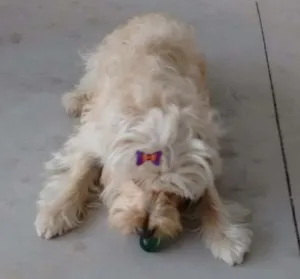 Cachorro raça Puldoo idade 3 anos nome Djuli