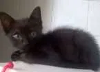 Gato raça  idade 2 a 6 meses nome Zulu