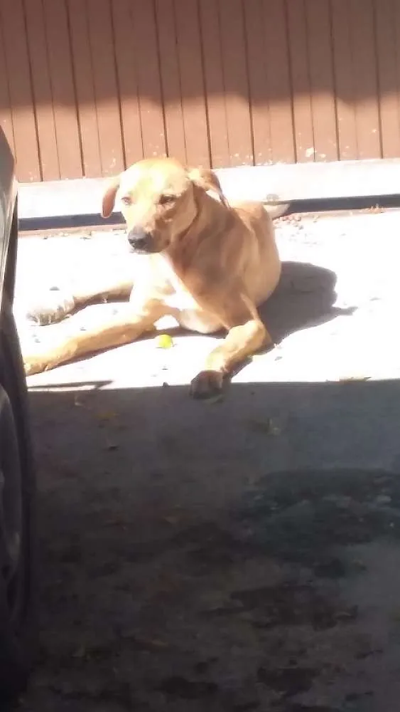 Cachorro ra a Não sei idade 4 anos nome Nome temporário Scoo